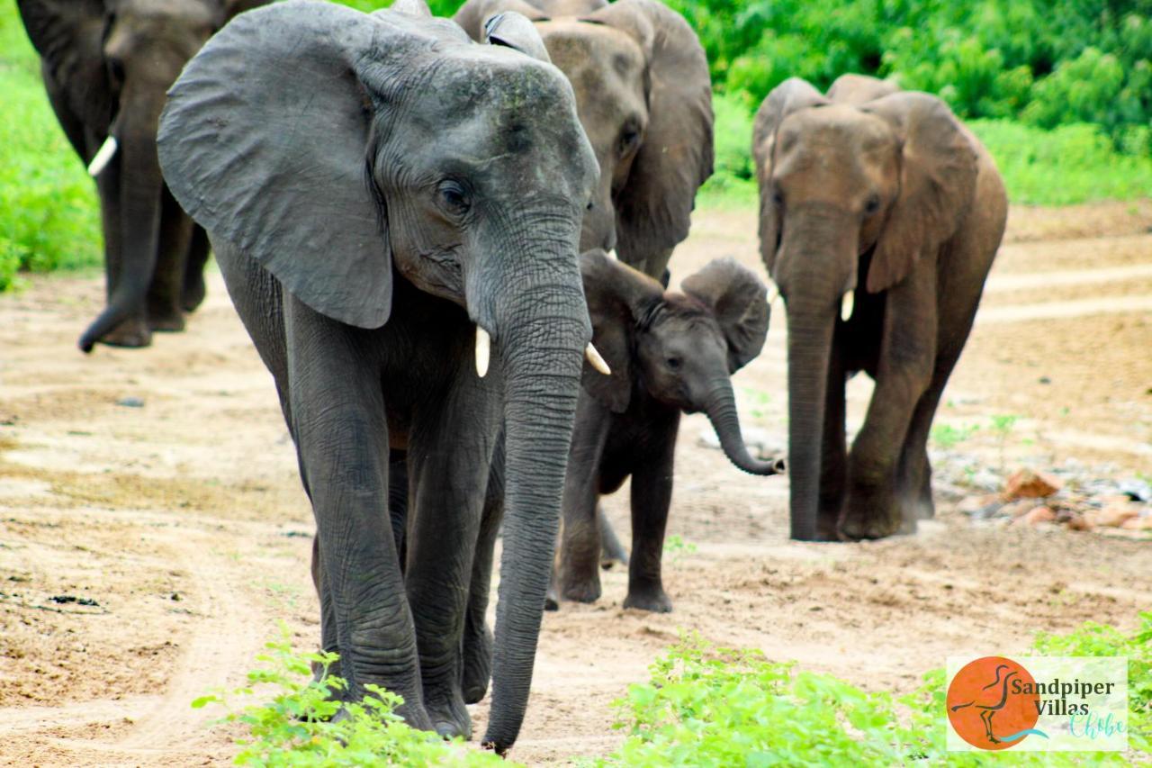 Sandpiper Villas Chobe カサネ エクステリア 写真