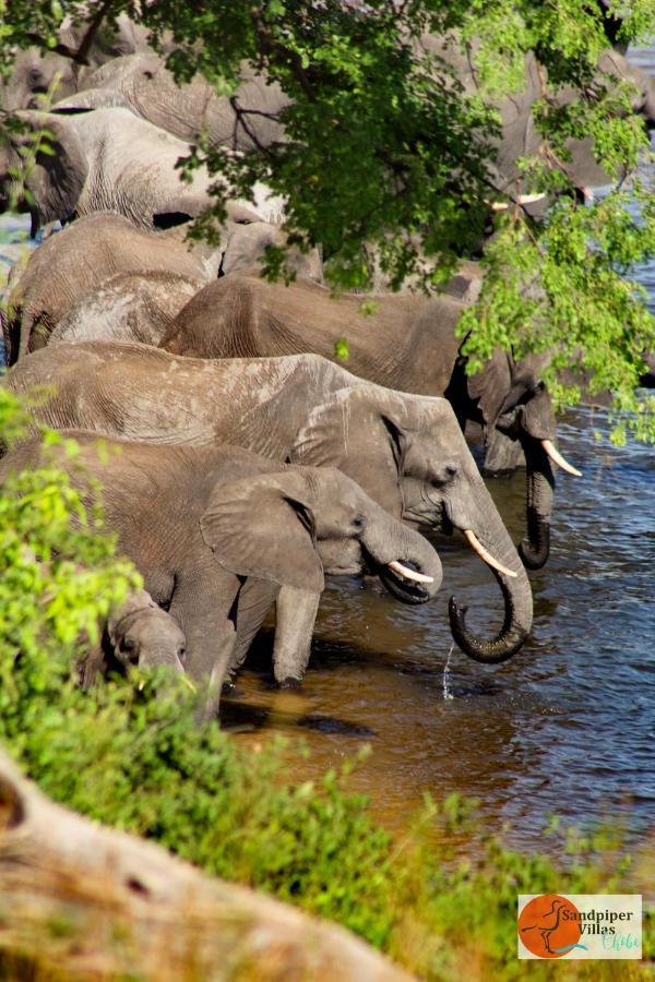 Sandpiper Villas Chobe カサネ エクステリア 写真