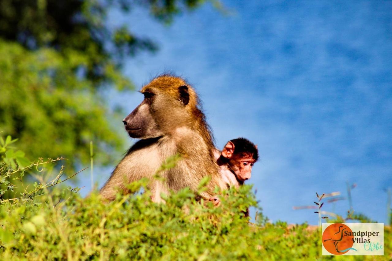 Sandpiper Villas Chobe カサネ エクステリア 写真