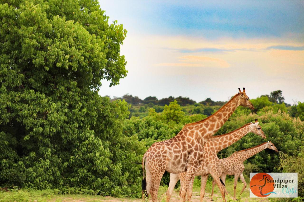 Sandpiper Villas Chobe カサネ エクステリア 写真