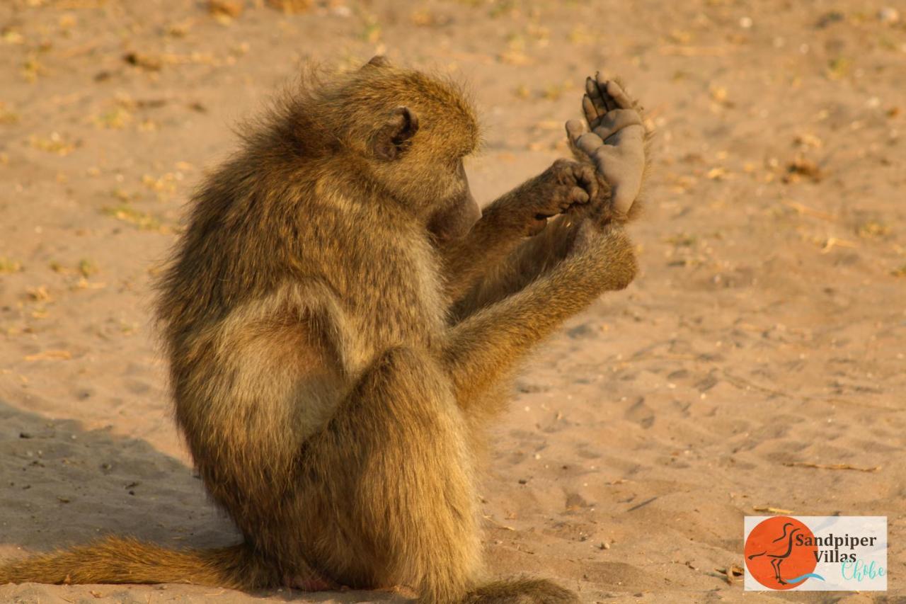 Sandpiper Villas Chobe カサネ エクステリア 写真